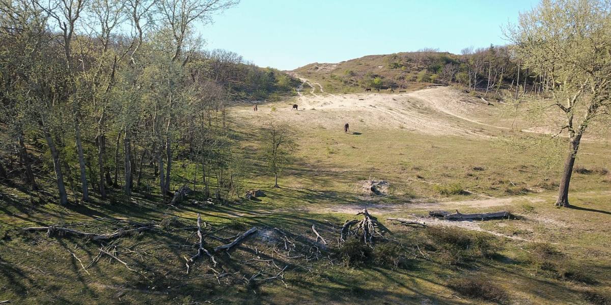 Stukje kaal duin met konikspaarden bij Egmond aan den Hoef